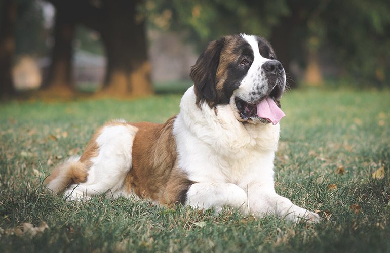 St. Bernard