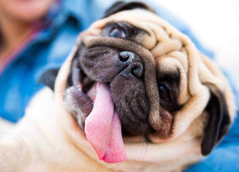 Pug