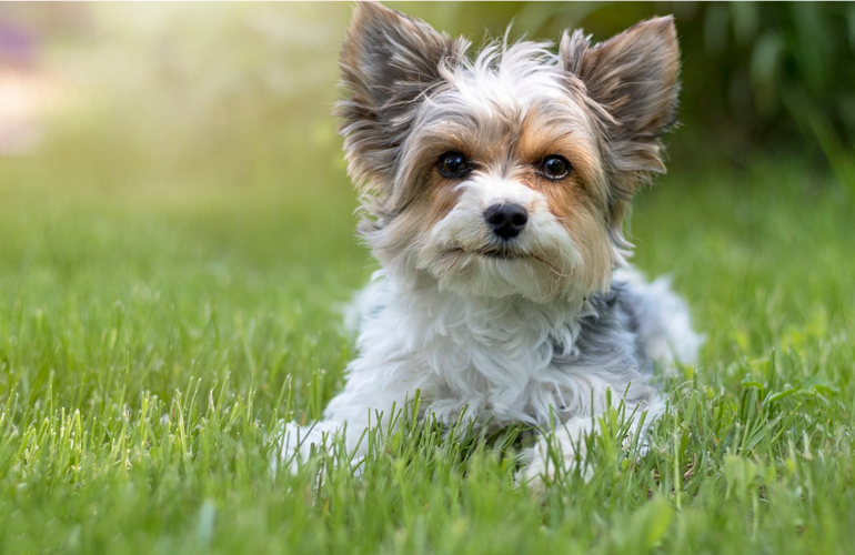 Biewer terrier