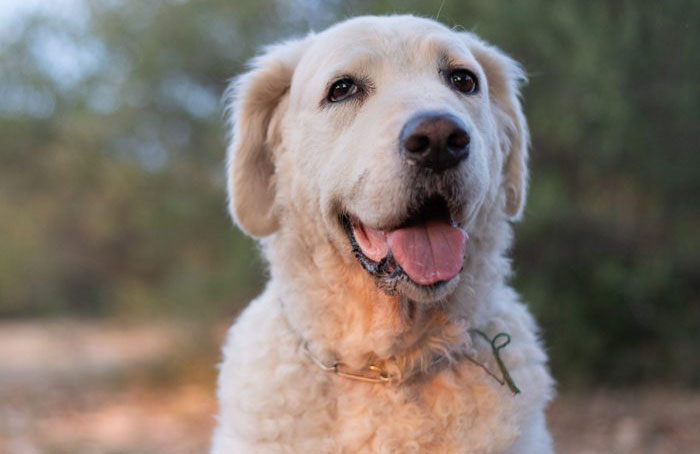 4. Kuvasz
