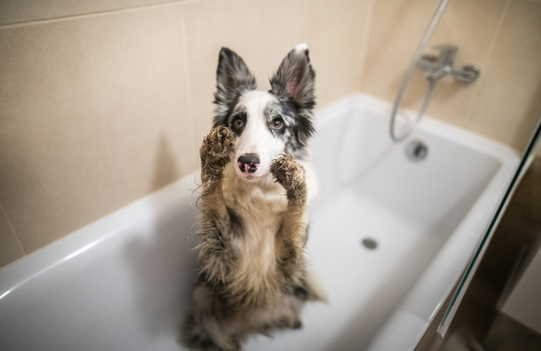 How do I treat Frito feet?