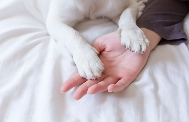 Why do my dog’s paws smell like corn chips? Reader's Digest Australia