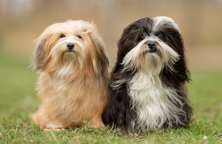 Are toy breeds healthier than other breeds?