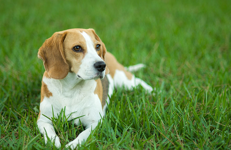2. Beagle