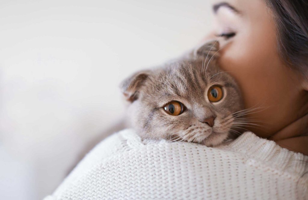 How to make your cat love you