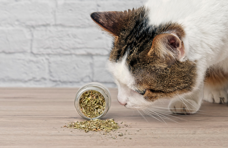 Try a little catnip