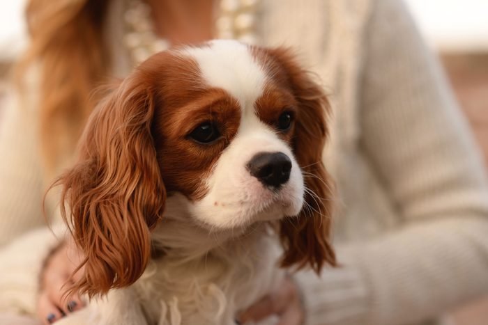 4. Cavalier King Charles spaniel