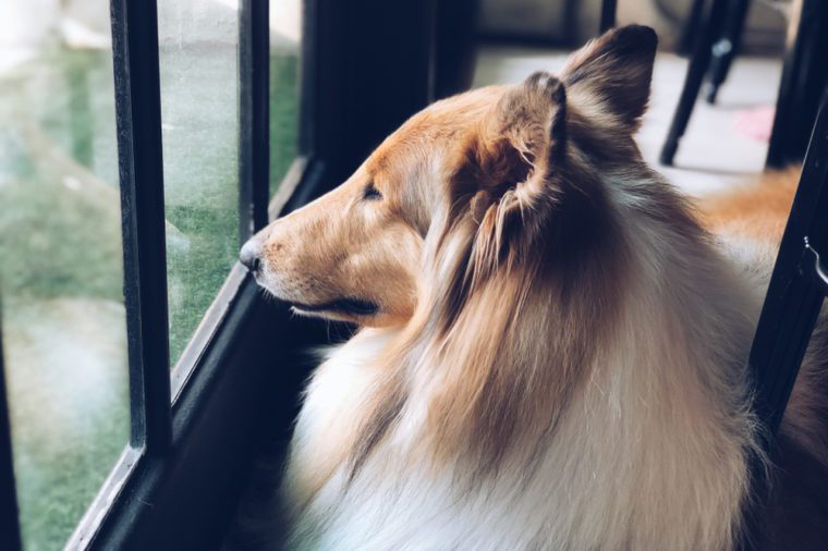5. Collie