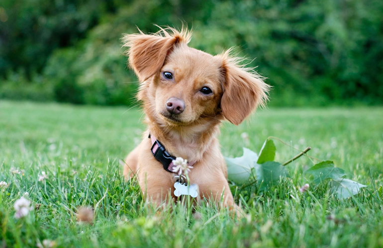 Chiweenie