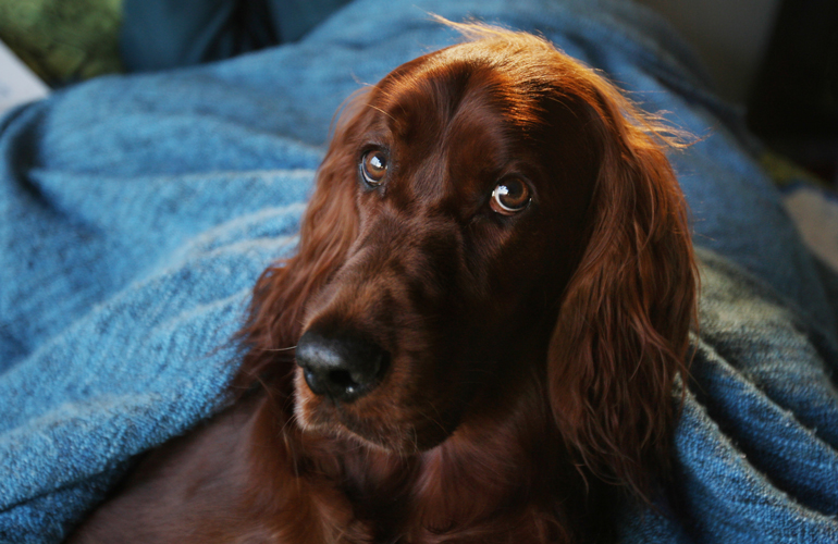 6. Irish setter