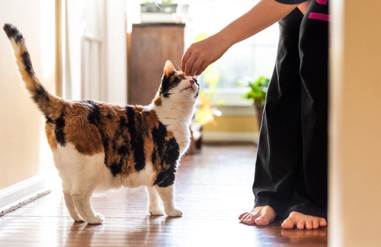 Give them a treat