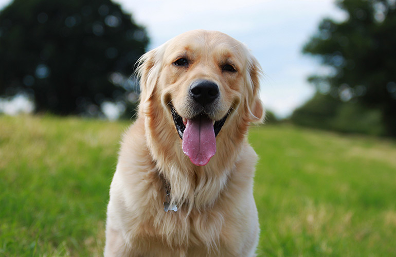 7. Golden Retriever
