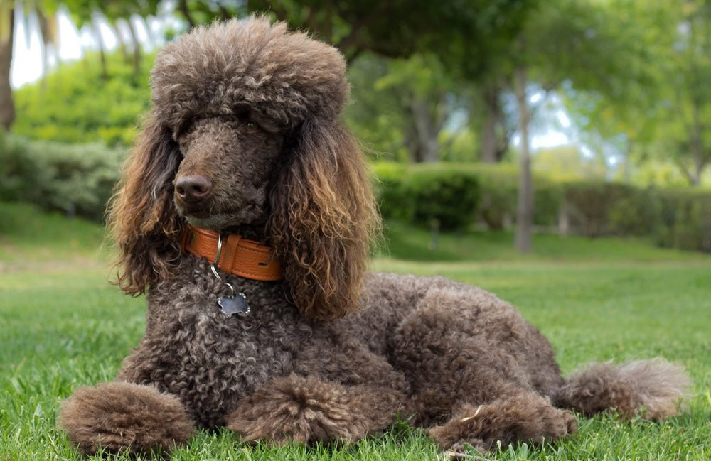 8. Poodle