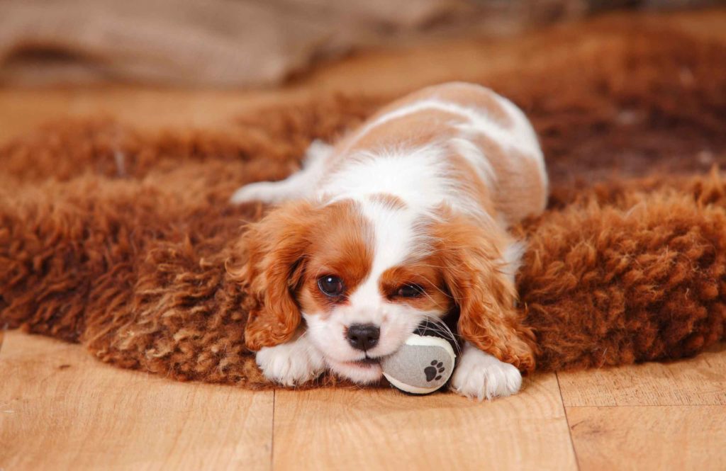 Cavalier King Charles spaniel