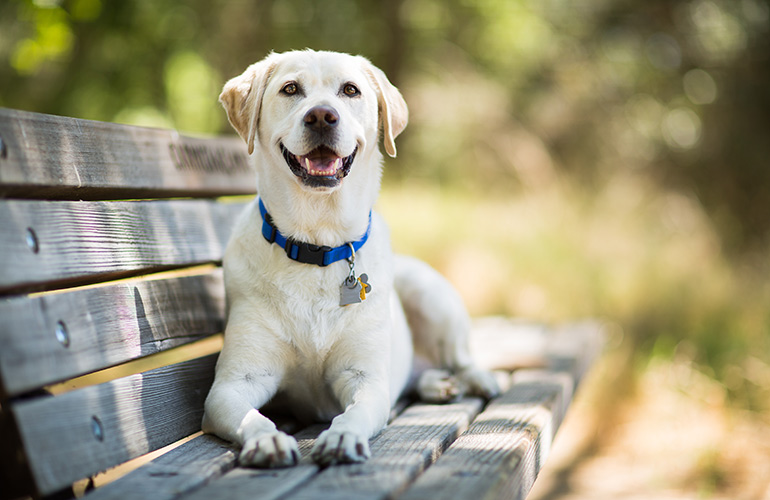 9. Labrador retriever