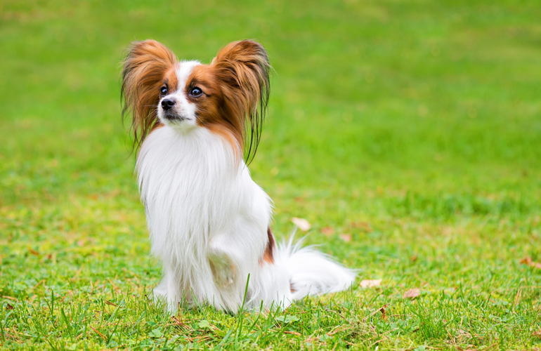 10. Papillon