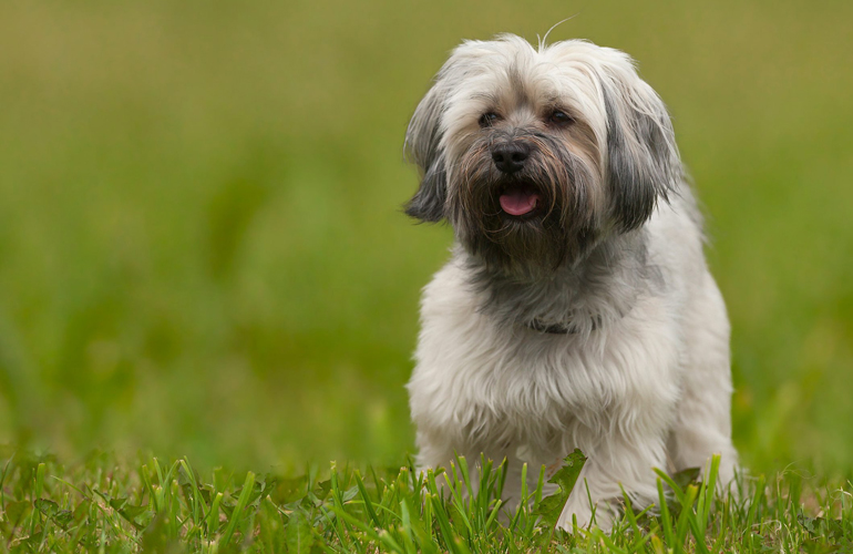 Havanese