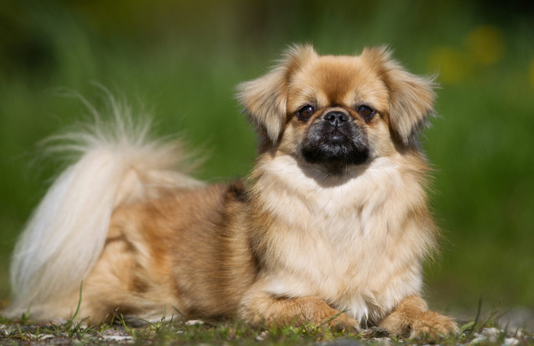 11. Tibetan spaniel