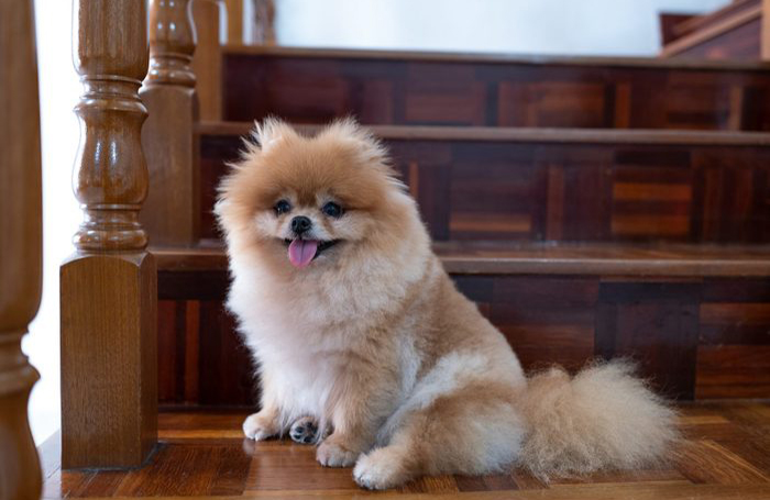 Pomeranian