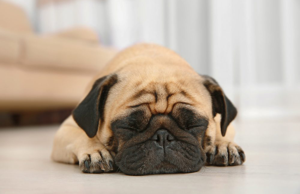 12. Pug