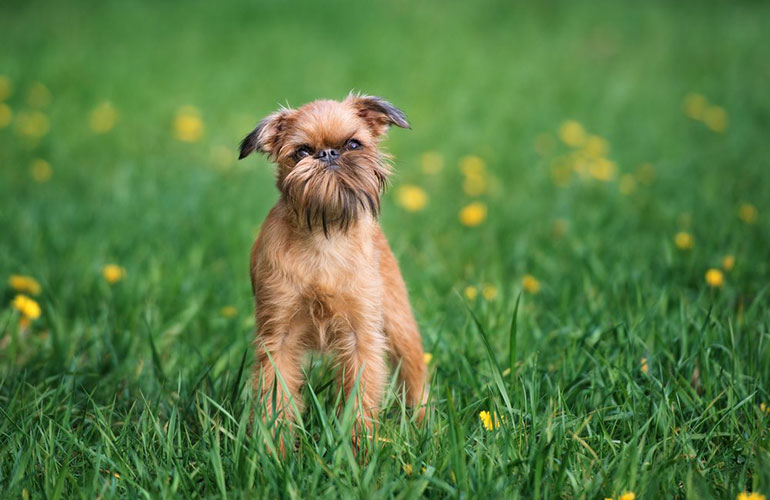 Brussels Griffon