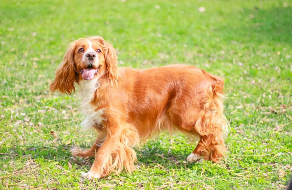 13. Cocker spaniel