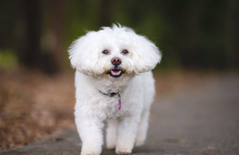 14. Bichon Frise