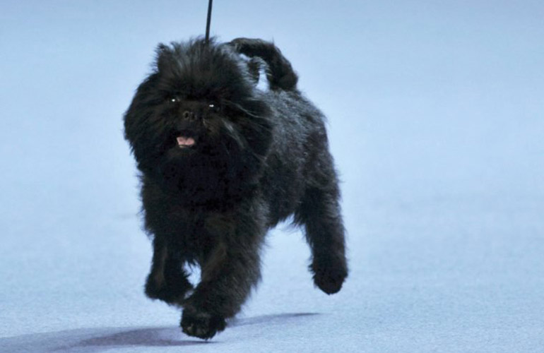 Affenpinscher