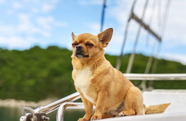 Chihuahua