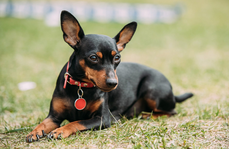 Miniature pinscher