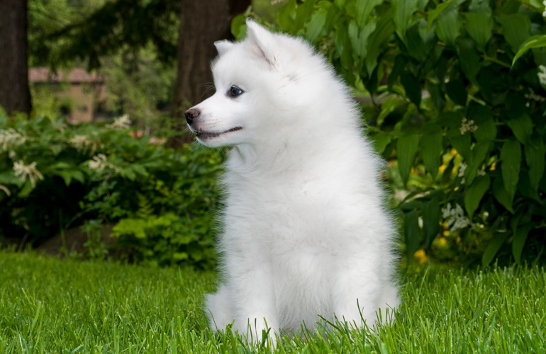 Toy American Eskimo