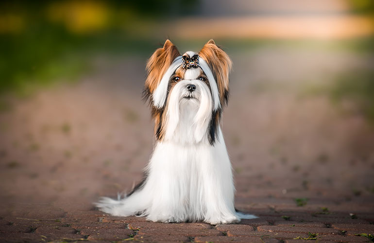 Biewer terrier