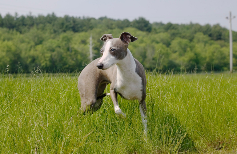 20. Greyhound
