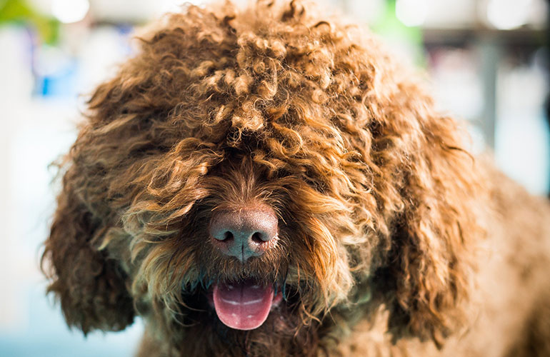21. Barbet