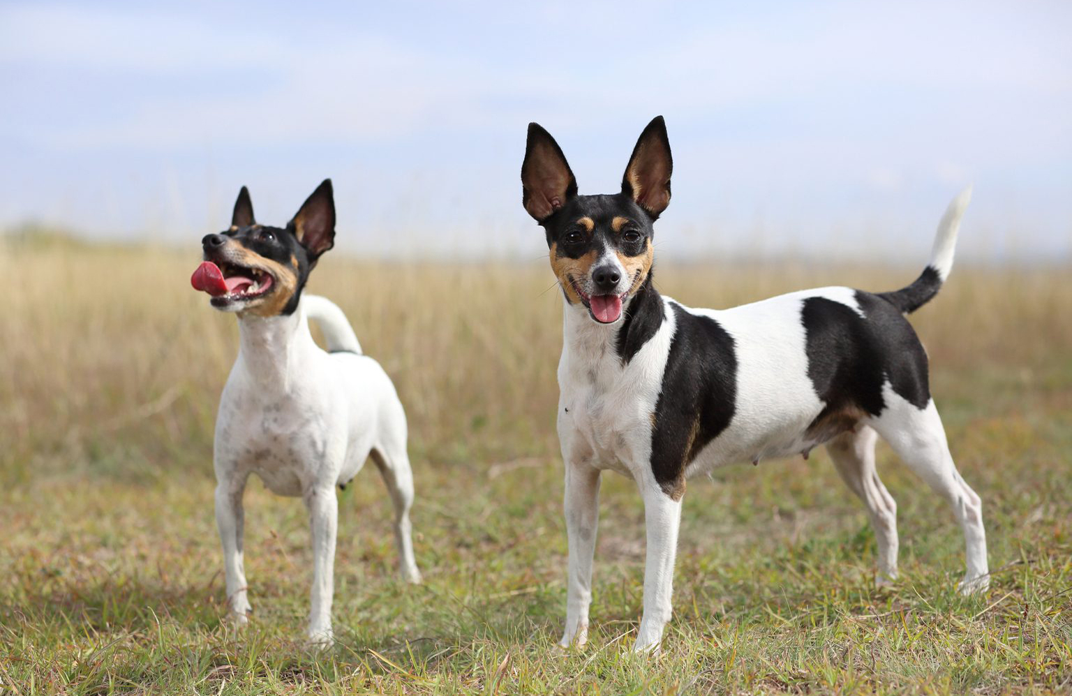 Tiny fox terrier