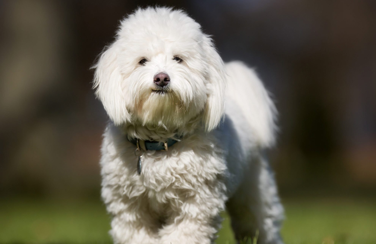 Coton de Tulear