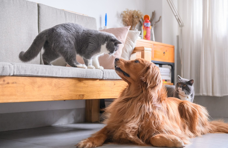 Step two: give your cat space