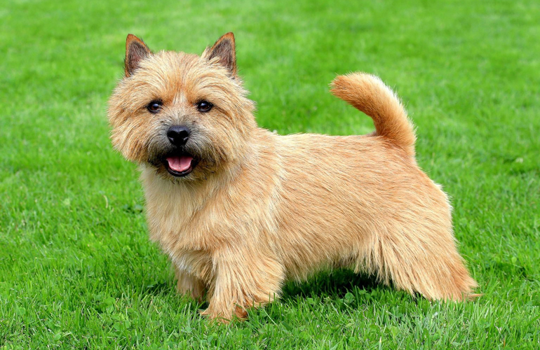Norwich terrier