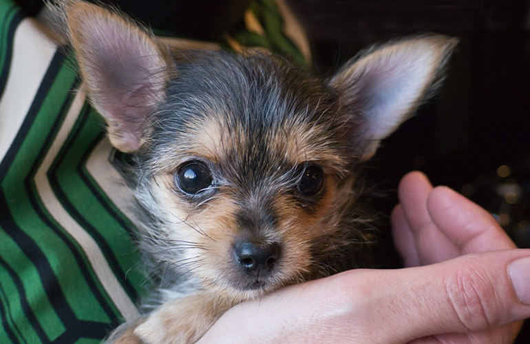 Chorkie