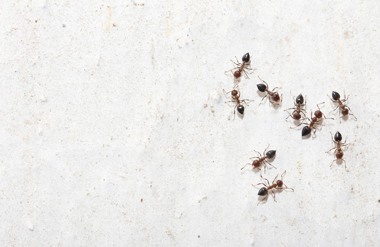 Deter crawling bugs