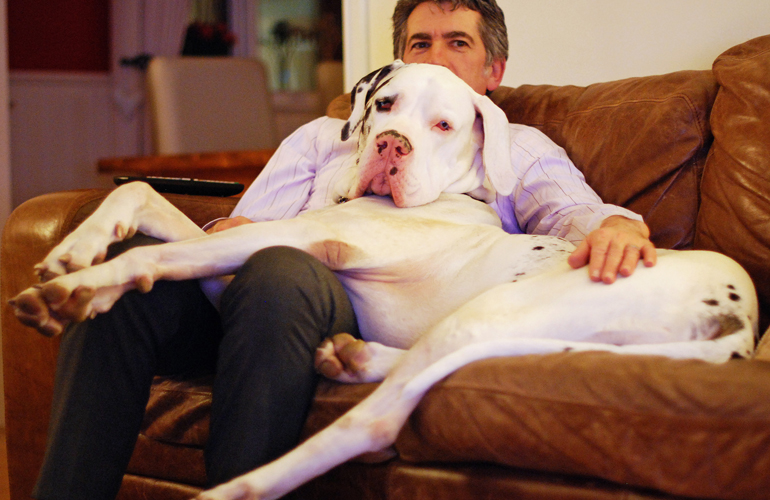 Great Dane