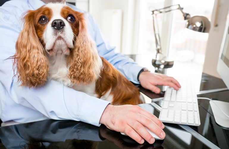 Cavalier King Charles spaniel