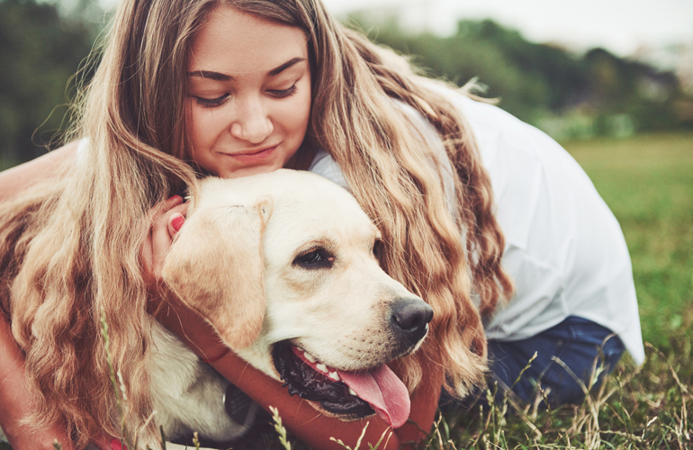 Labrador retriever