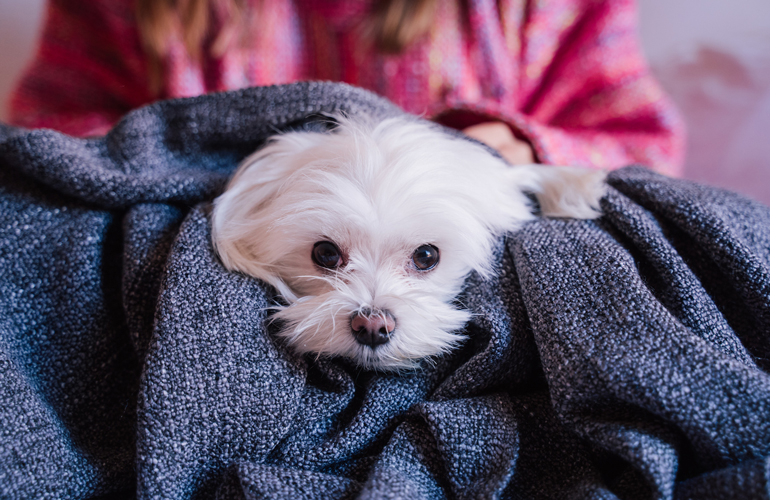 Maltese
