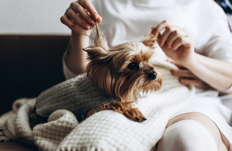 Yorkshire terrier