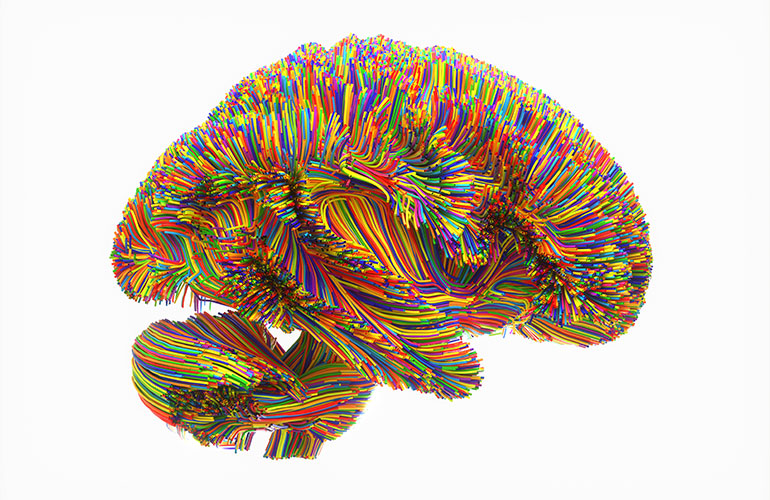Brain development during your life