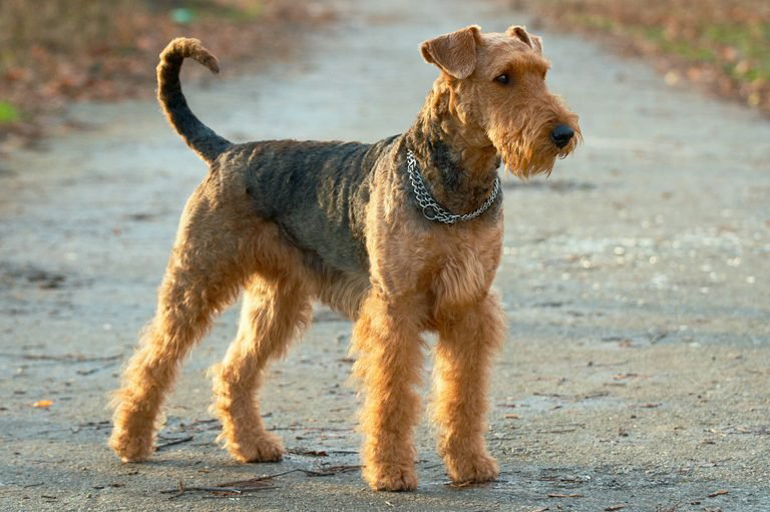 Airedale terrier