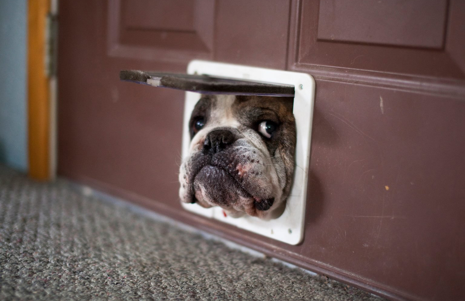 This dog that wants to be a cat
