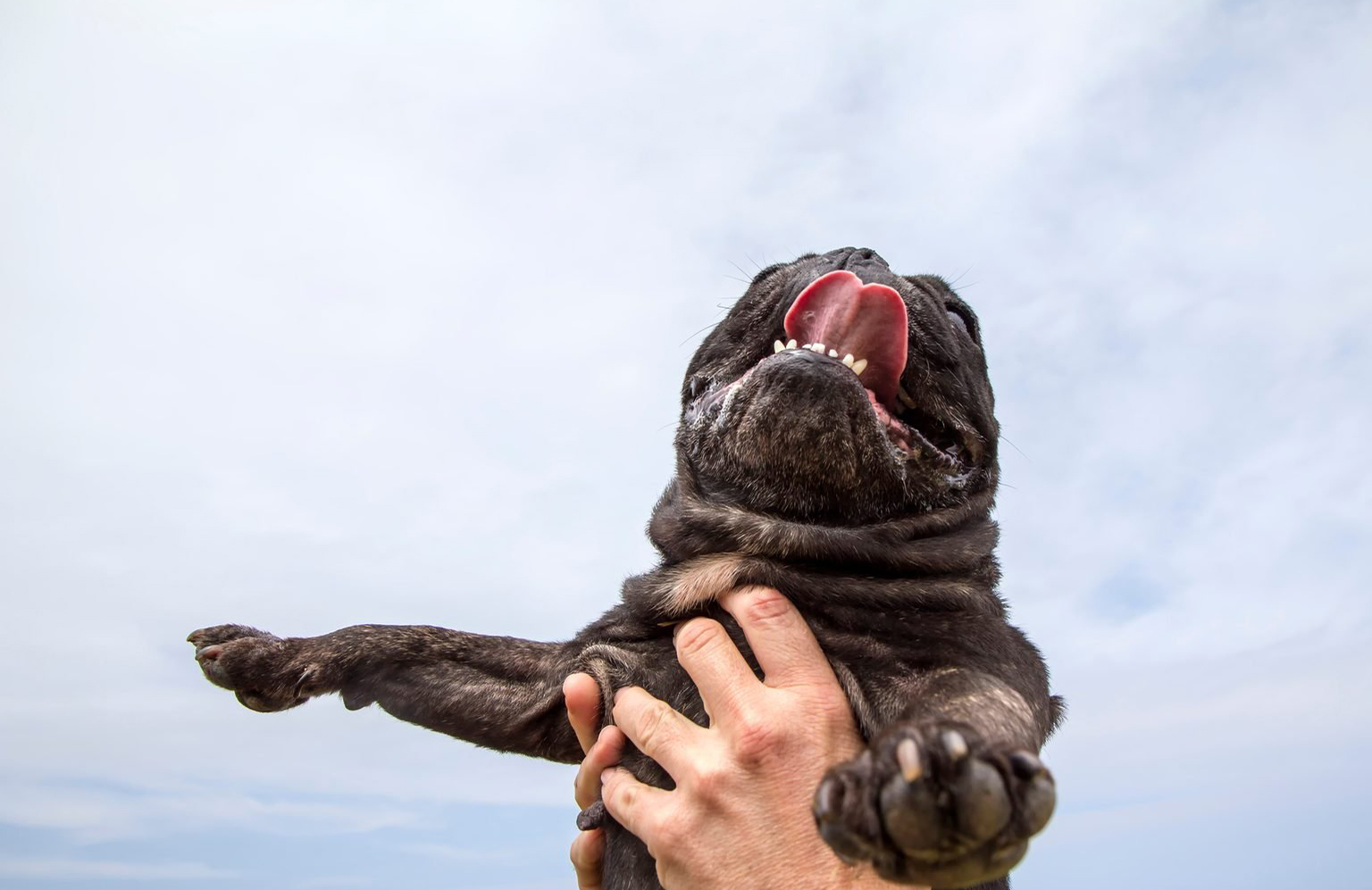 This sky-high doggy