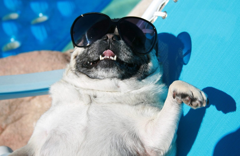 This sun-tanned pug